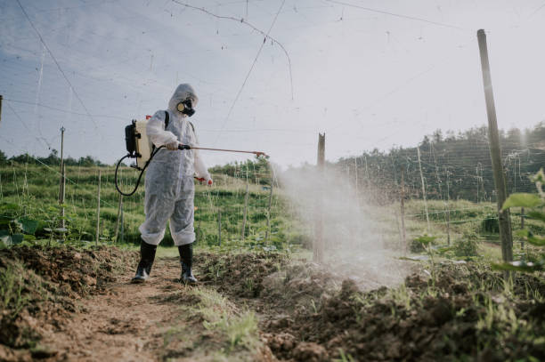 Best Mosquito Control Services  in Bourg, LA