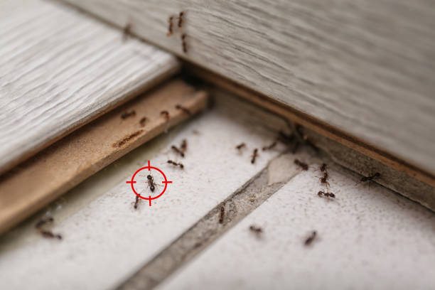 Best Affordable Pest Control Services  in Bourg, LA