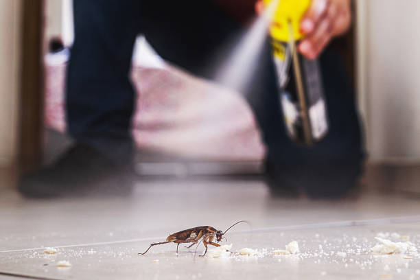 Best Local Pest Control Services  in Bourg, LA